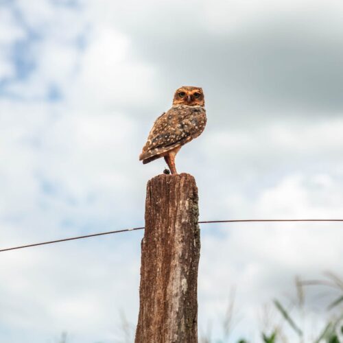 brown owl perched on brown wooden post under white clouds